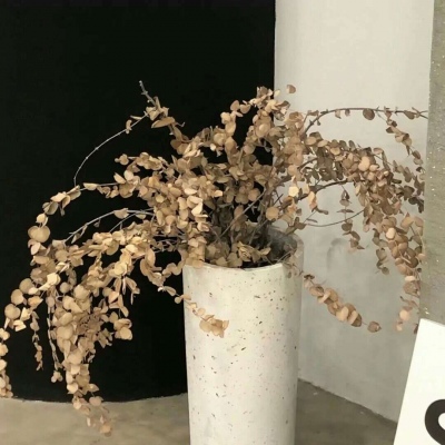 兽设原创构思技巧兽圈群